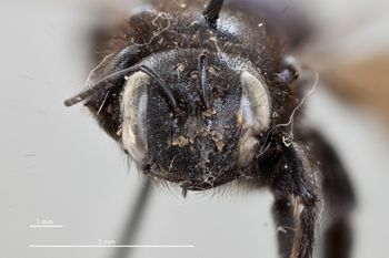 Media type: image;   Entomology 810666 Aspect: head frontal view